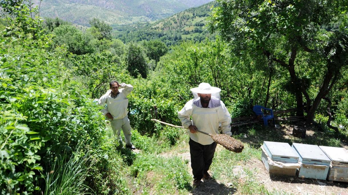 anzer balı isp.jpg