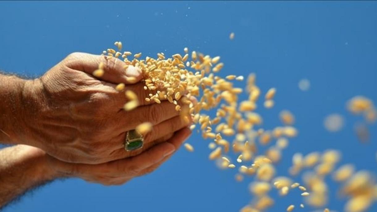 ترکیہ: ماہِ جنوری میں اناج کی برآمدات میں 33 فیصد اضافہ