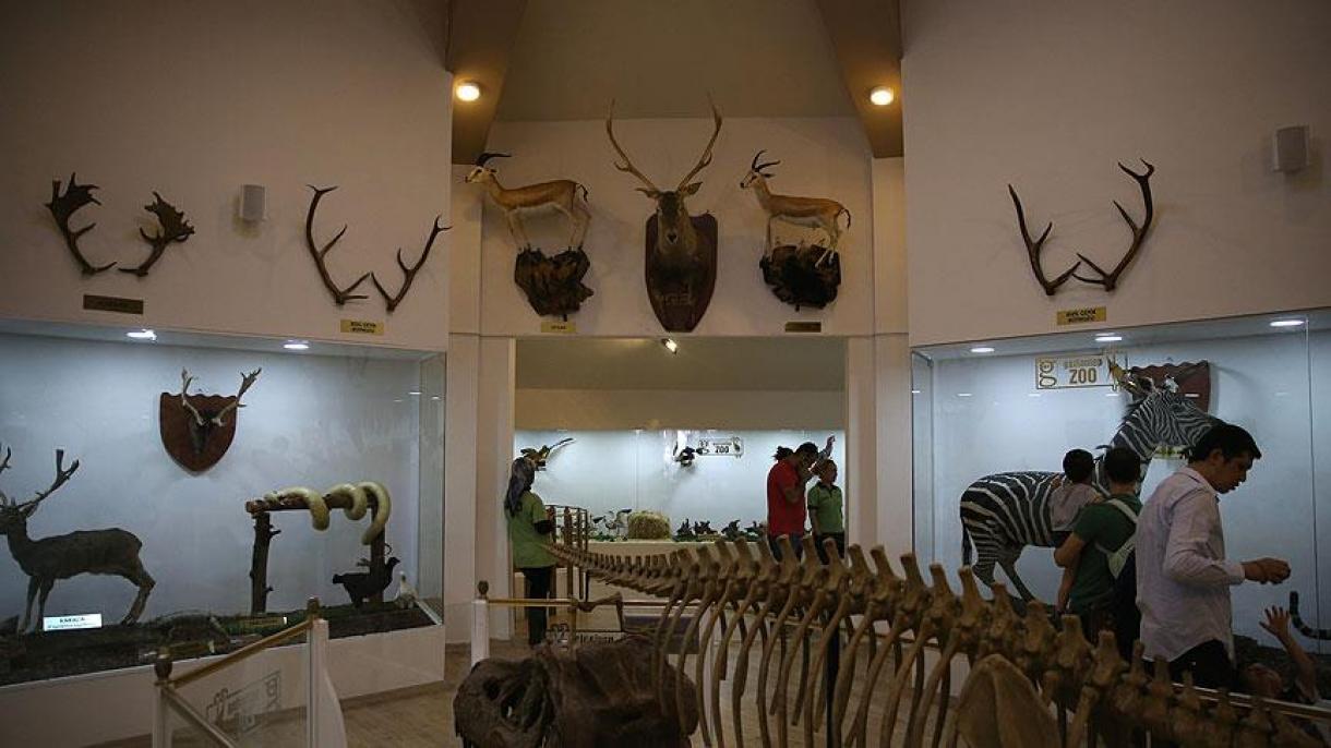 Μουσείο Ζωολογίας και Φύσης του Γκαζιάντεπ