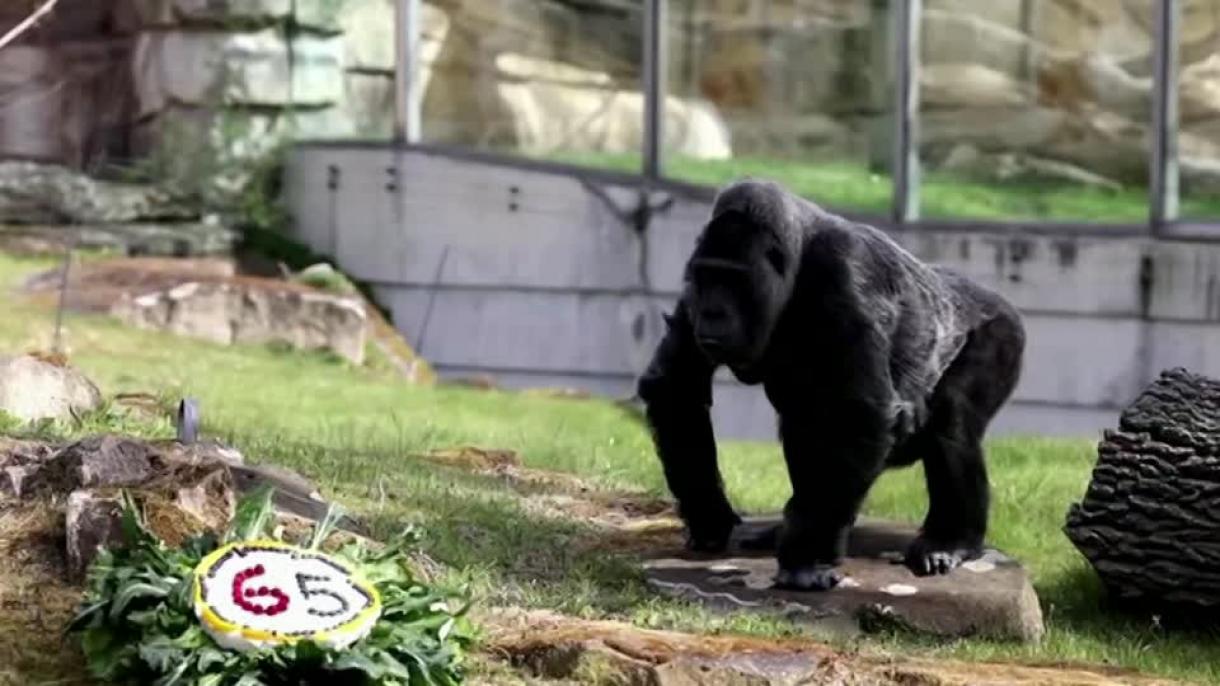 El gorila más vividor del mundo cumple los 65
