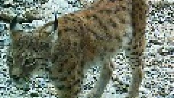 Megnégyszereződött a világ legritkább macskaféléjének populációja az Ibériai-félszigeten