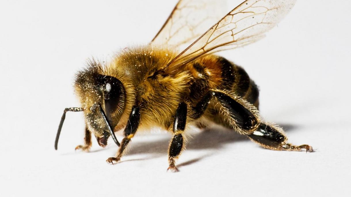 Le api sono in grado di rilevare il Covid
