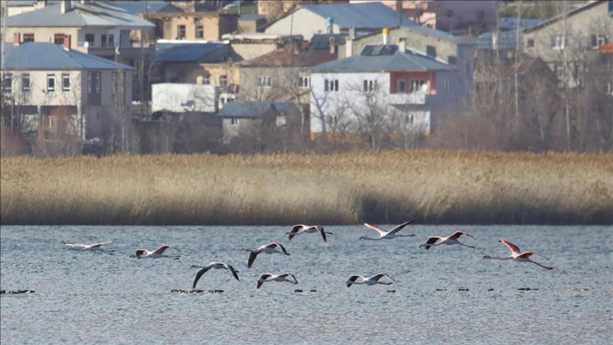 تالاب دریاچه وان؛ میزبان انواع پرندگان مهاجر