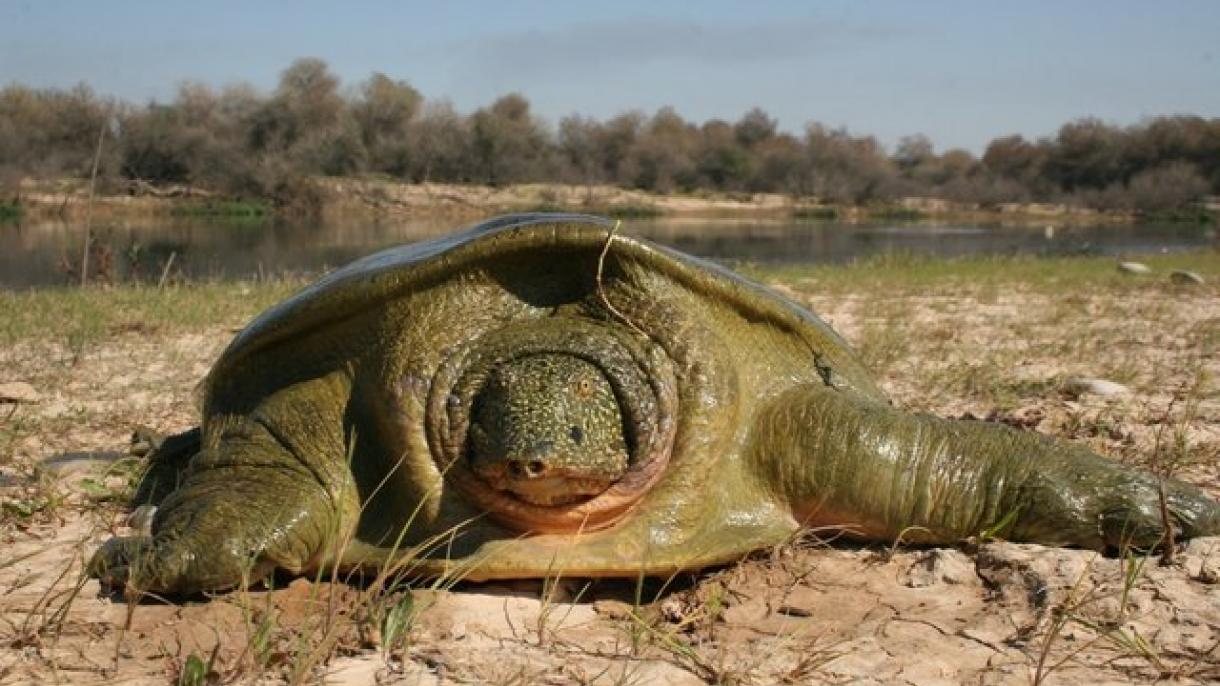 Turquie: La tortue caouanne "Likya" a voyagé 296 jours et plus de 3 mille km pour rejoindre la Tunis