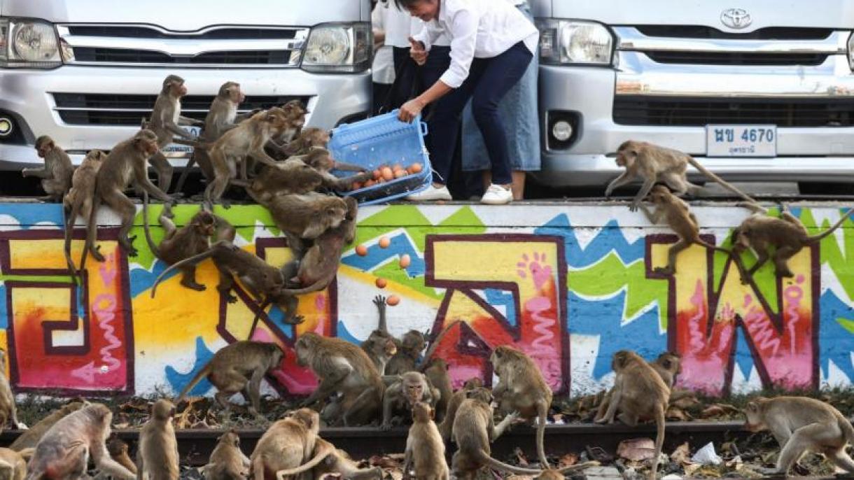 حمله میمون‌ها به یک شهر در تایلند