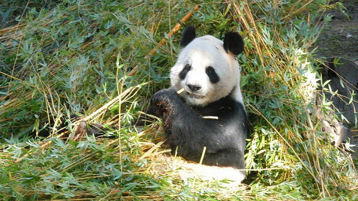 中国一只熊猫幼崽掉入河里被淹死