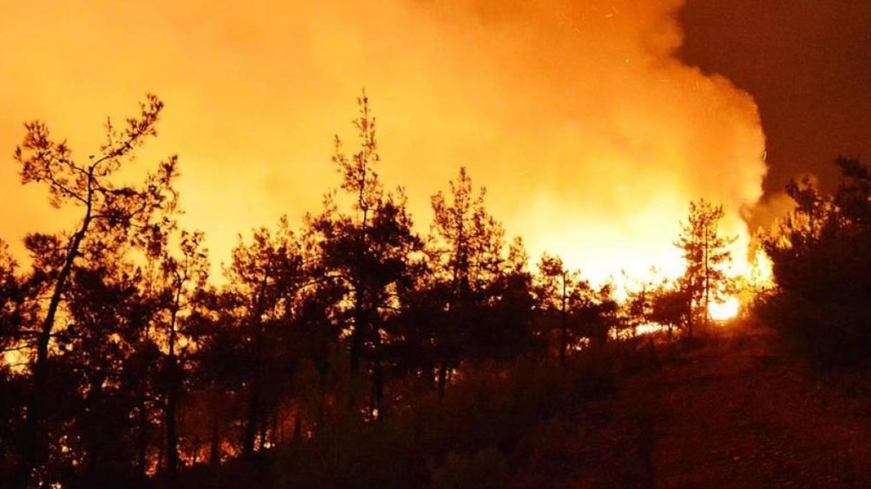 آسٹریلیا کے شہر ایلس اسپرنگس میں جنگلات کی آگ سے ایک لاکھ ہیکٹر کا رقبہ جل کر راکھ کا ڈھیر بن گیا