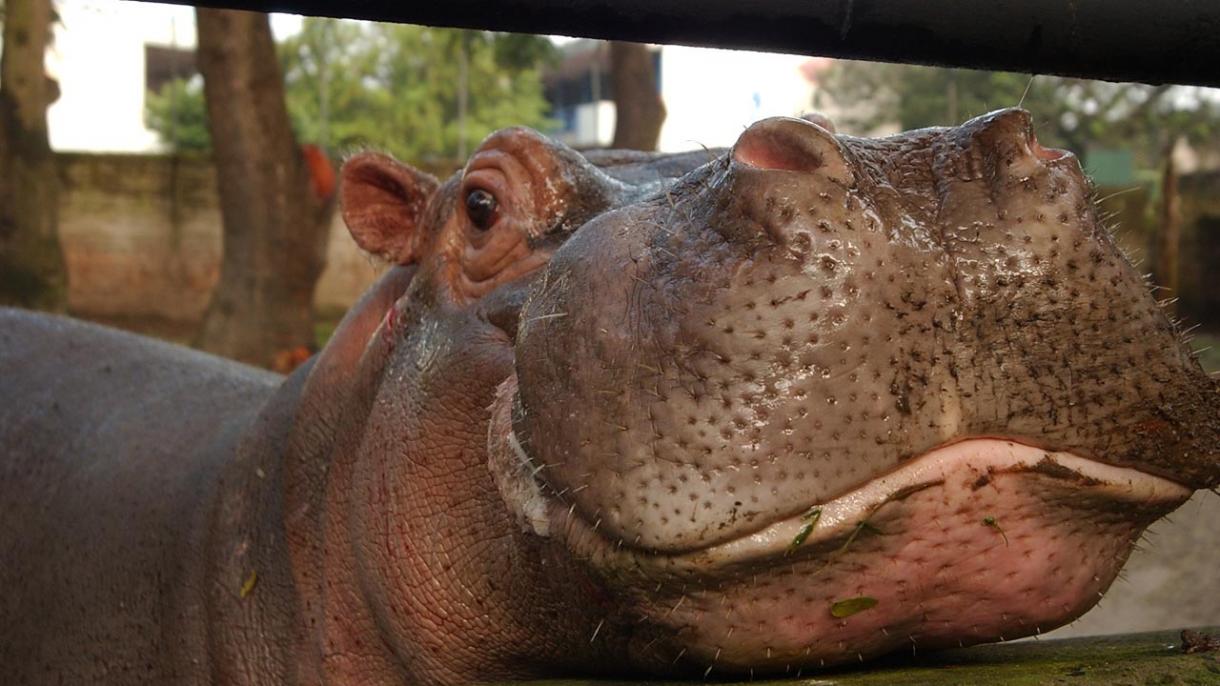 Muere el hipopótamo atacado por humanos en un zoológico situado en El Salvador