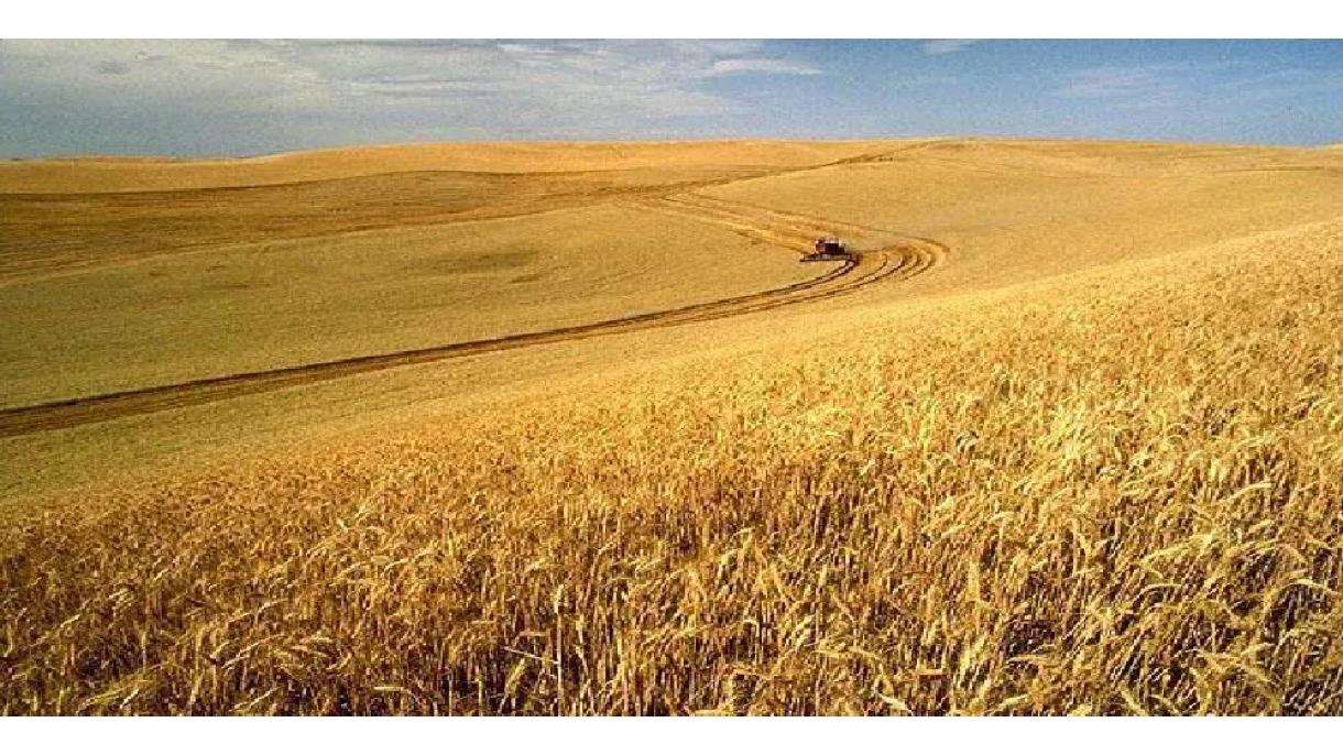 Bolqarıstan taxil istehsalçıları üçgünlük etiraz aksiyasına başlayıb