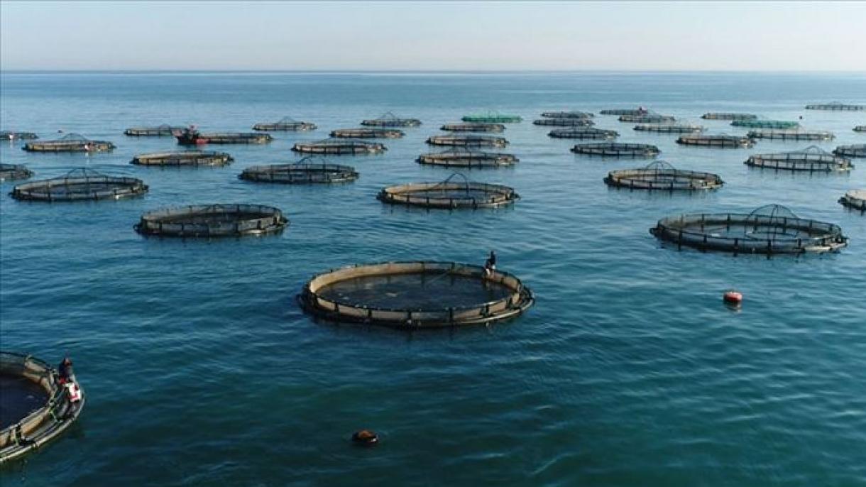 A FAO estabelece a primeira instalação de piscicultura em Gaza