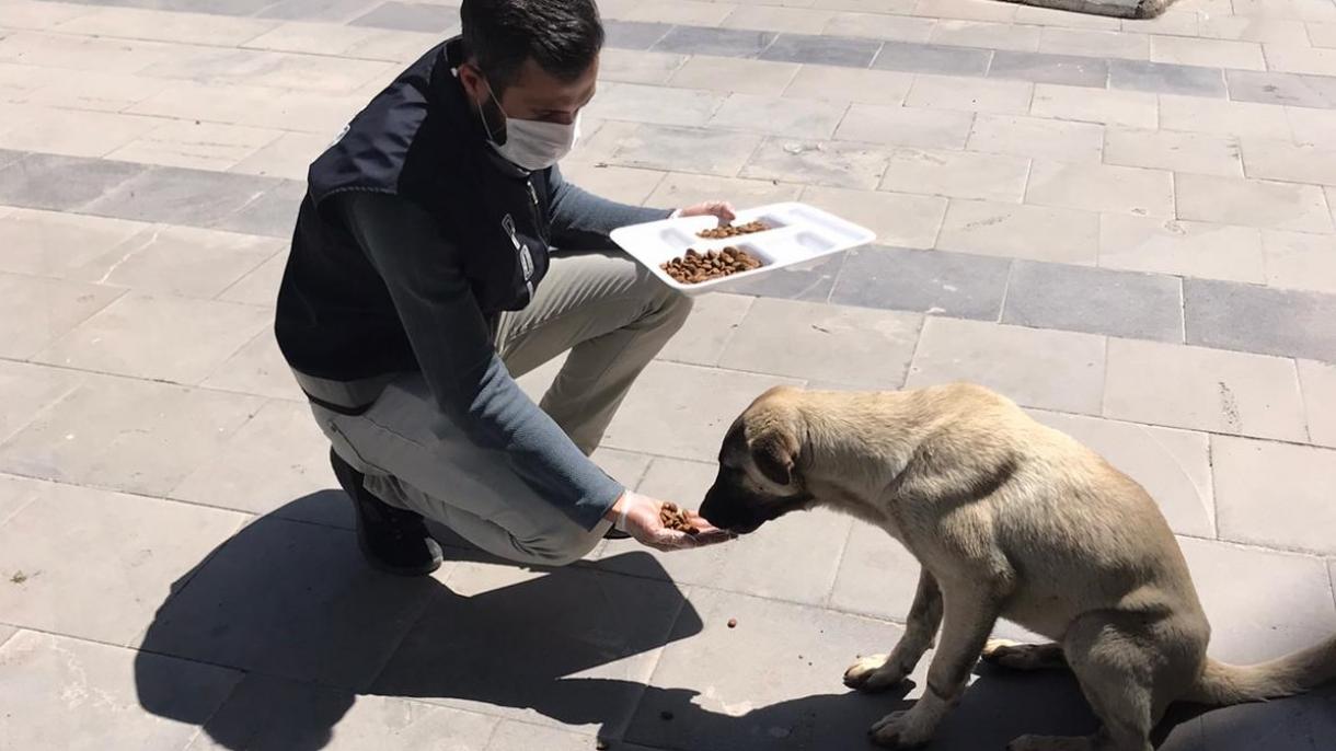 turk polisler sokak hayvanlara yardim 1.jpg