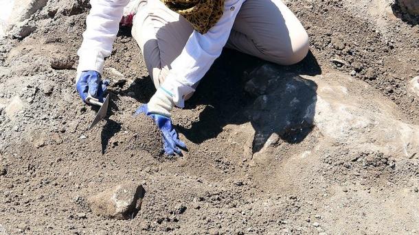 Hallan una huella fosilizada de reptil de 230 millones de años de antigüedad