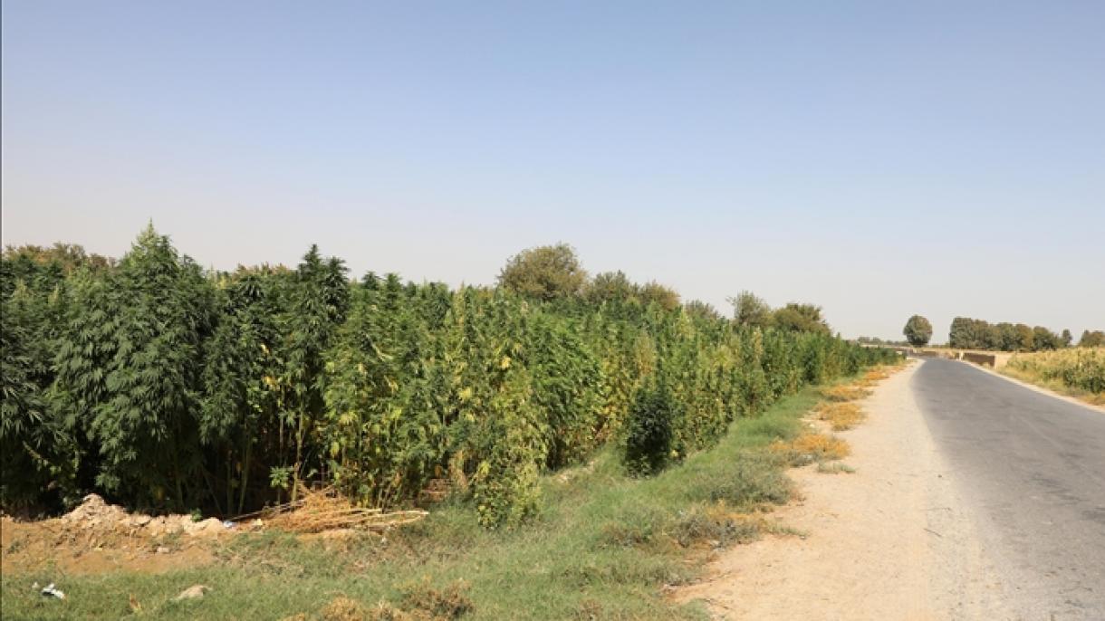 تالىبان ئافغانىستان مىقياسىدا ئەپيۇندىن كېيىن، كەندىر تېرىشنىمۇ چەكلىدى