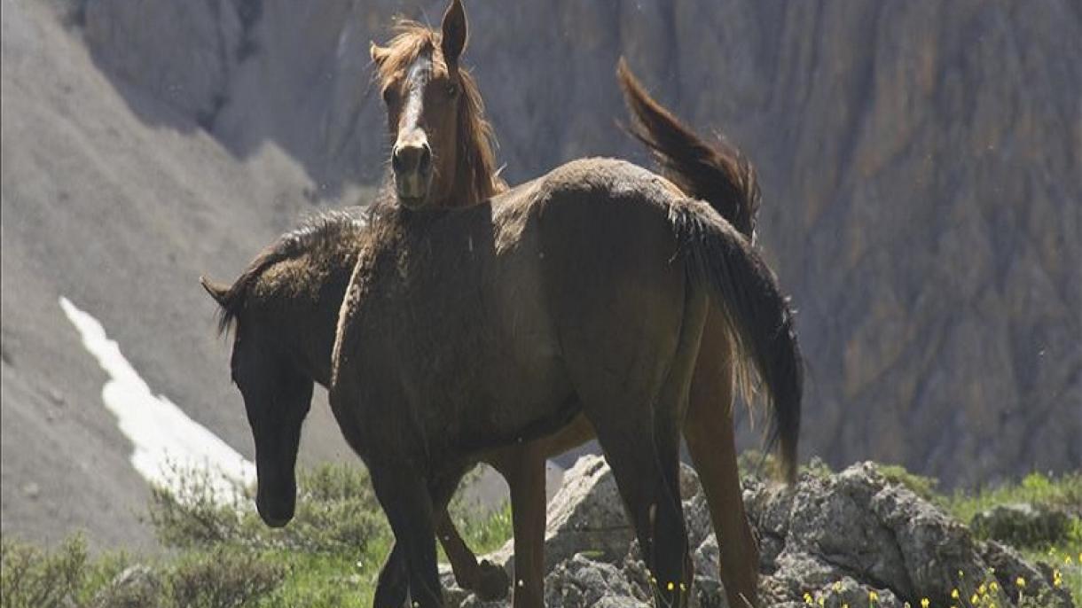 مناظر زیبای اسب های مونزور در دل طبیعت
