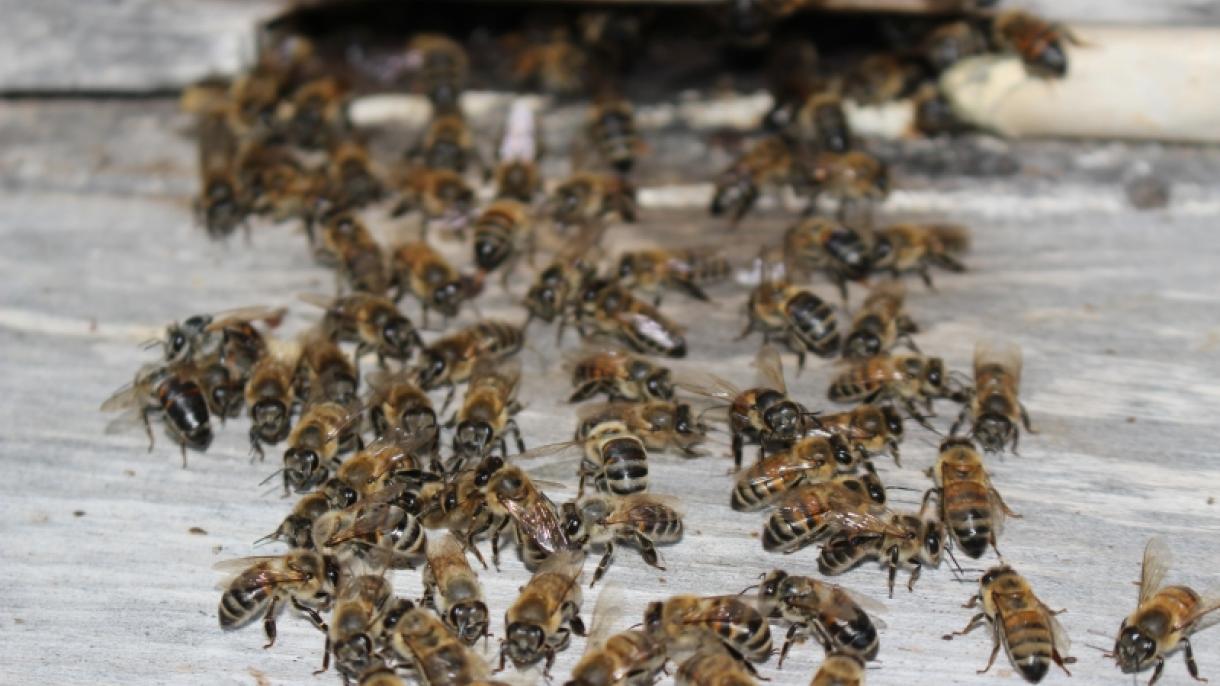 Es posible curar la alergia al veneno de avispas y abejas con una vacuna en 95% de casos