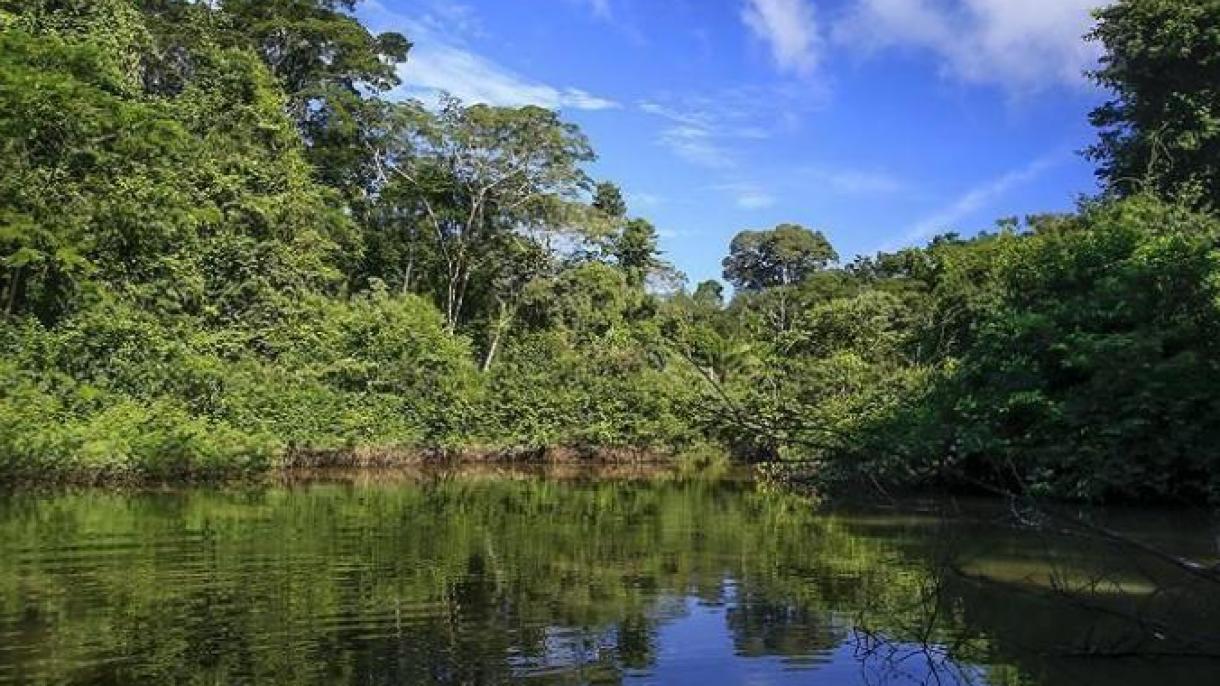 Un grupo de 230 inversionistas instan a empresas a actuar contra incendios en el Amazonas