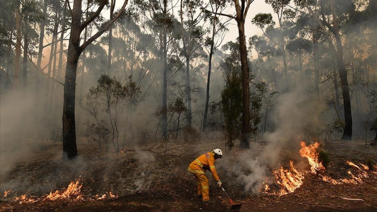 澳大利亚森林大火持续燃烧