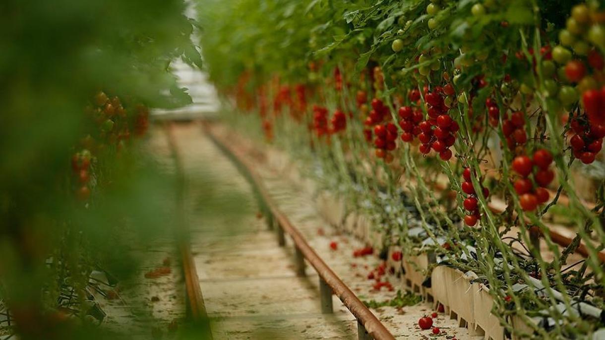 土耳其西红柿远销日本和香港