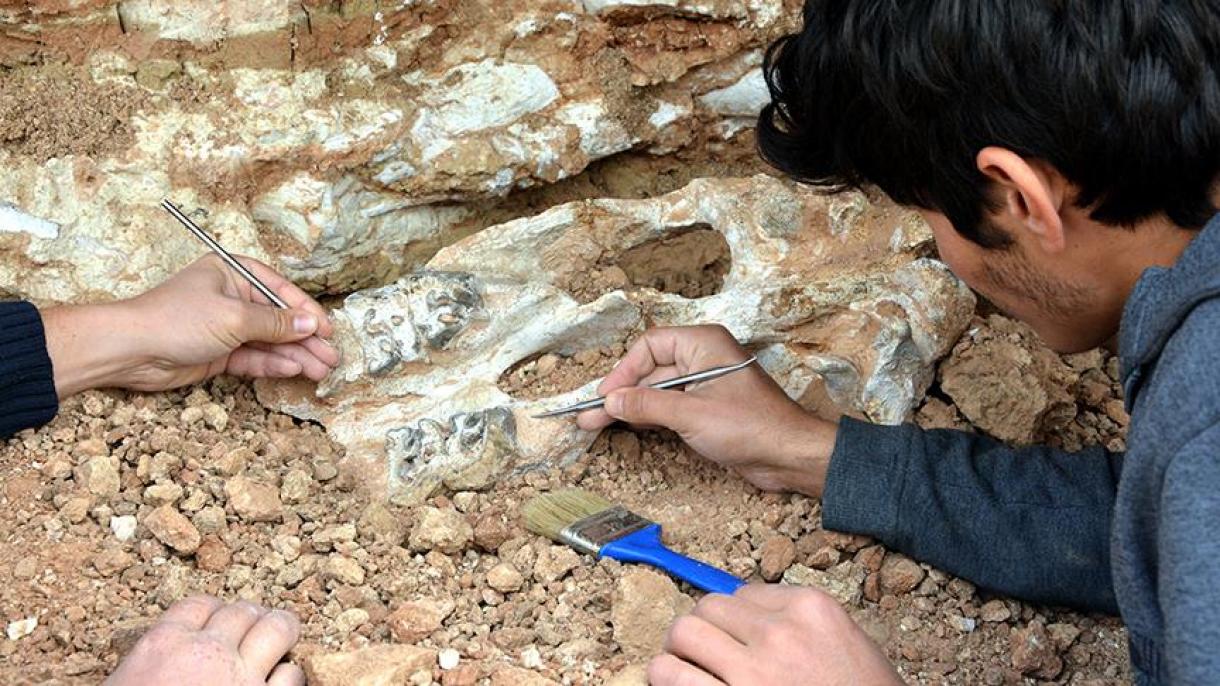 Los fósiles de los vertebrados serán expuestos en Capadocia