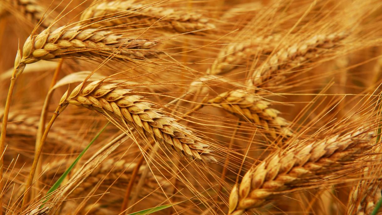 日本取消对加拿大小麦进口禁令