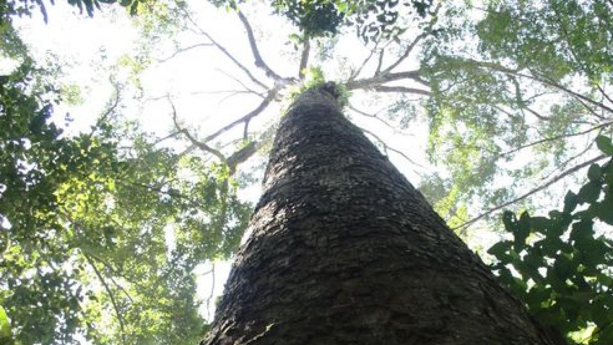 İñ ozın tropikal’ ağaç tabıldı