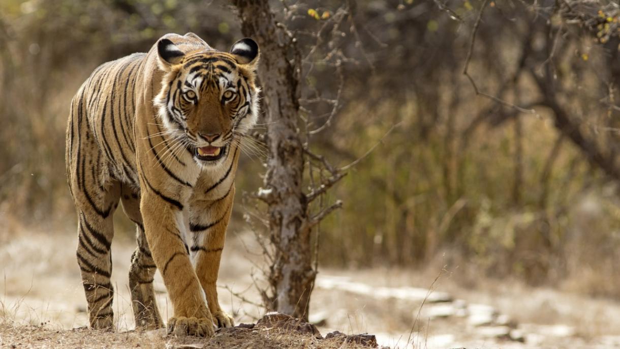 India,e' stata uccisa tigre che aveva ucciso almeno nove persone