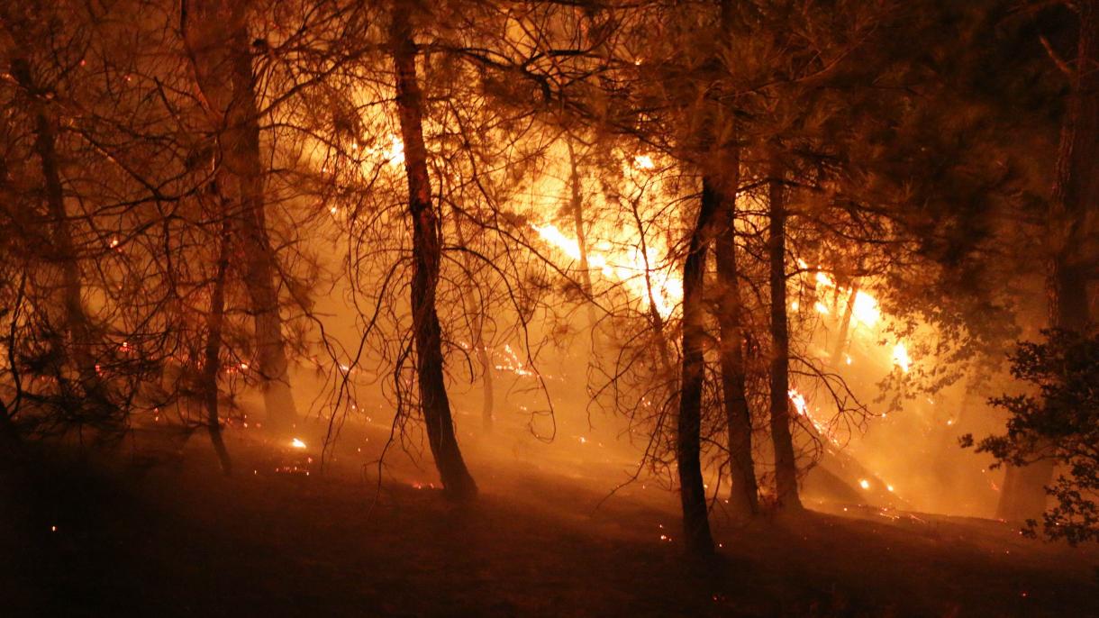 آتش سوزی جنگلی در پرتغال ادامه دارد