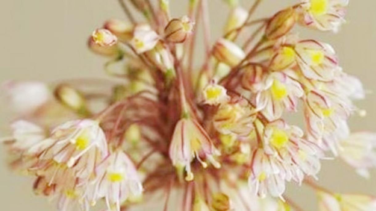 Nuova specie endemica di un fiore a  Istanbul  "Allium Istanbulenese"