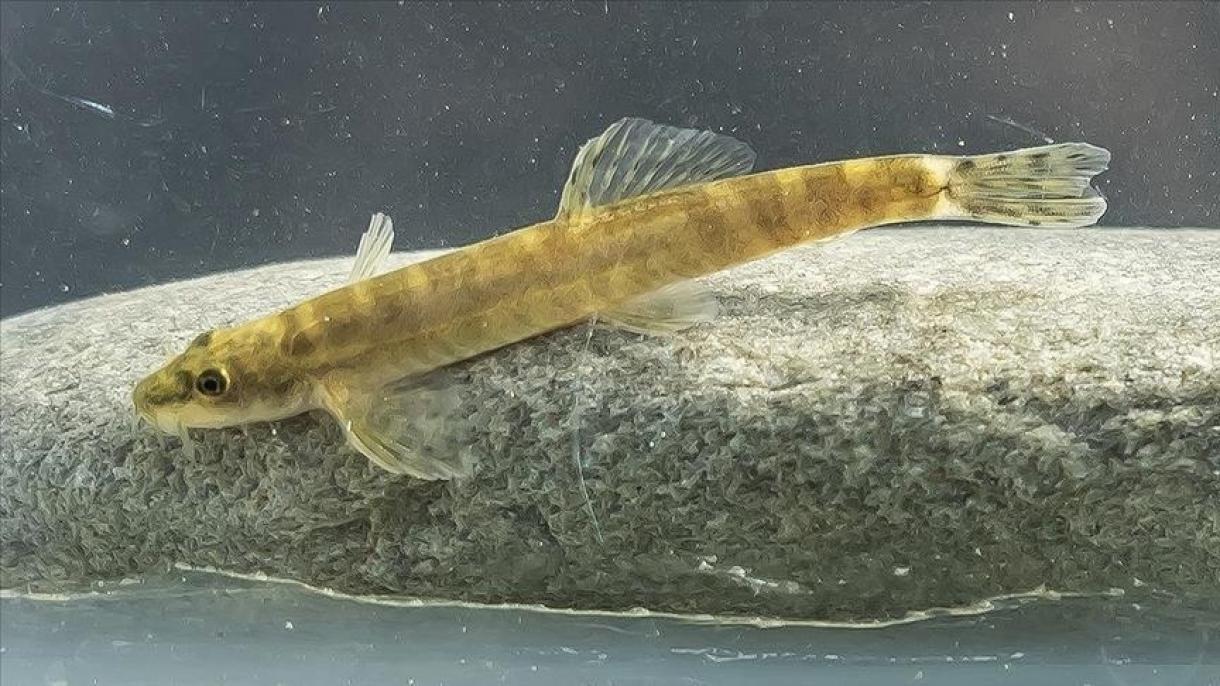 Lanzan campaña de conservación en Turquía de especie de pez que no había sido vista en más de 50 año