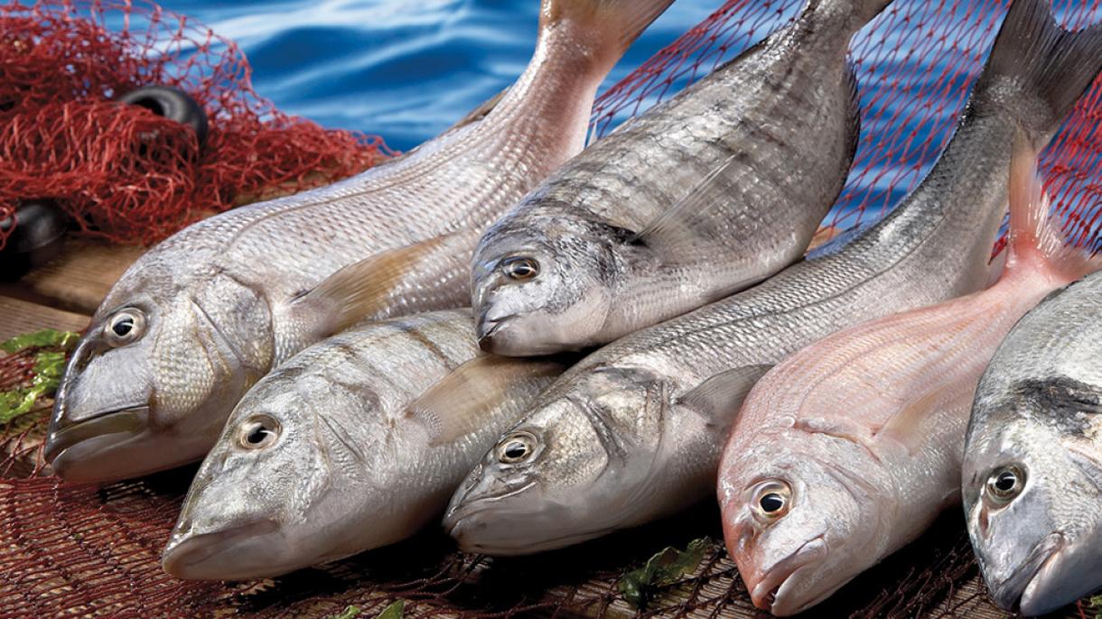 Los pescados de Kahramanmaraş se exportan al mundo