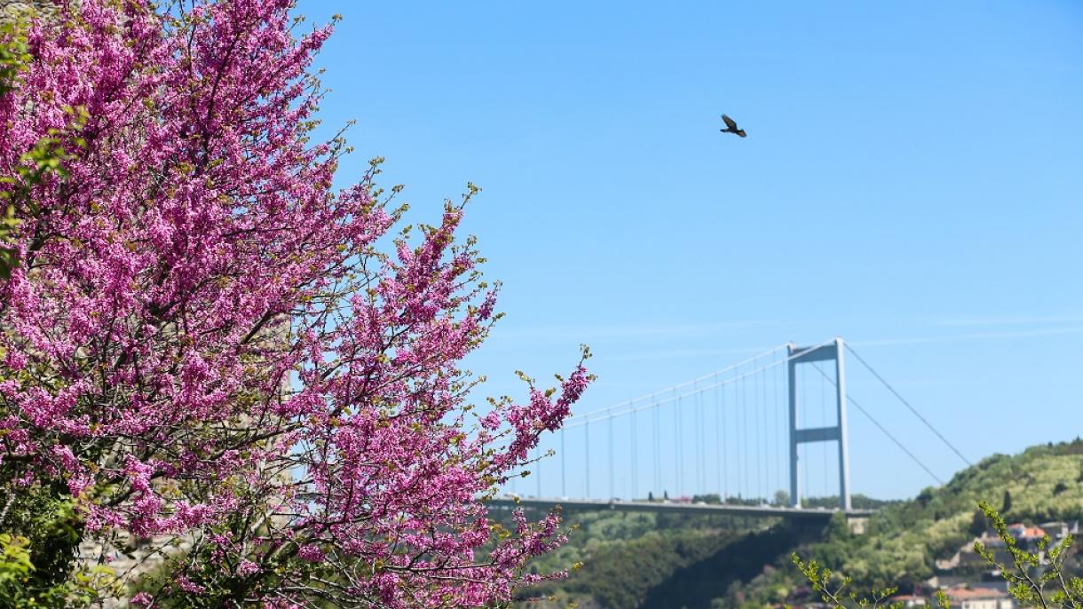 درختان ارغوان در استانبول شکوفه زدند