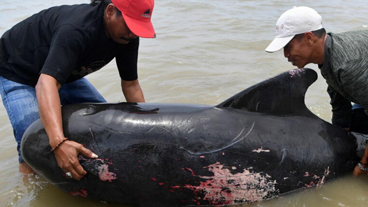 46头短鳍领航鲸搁浅印尼海岸