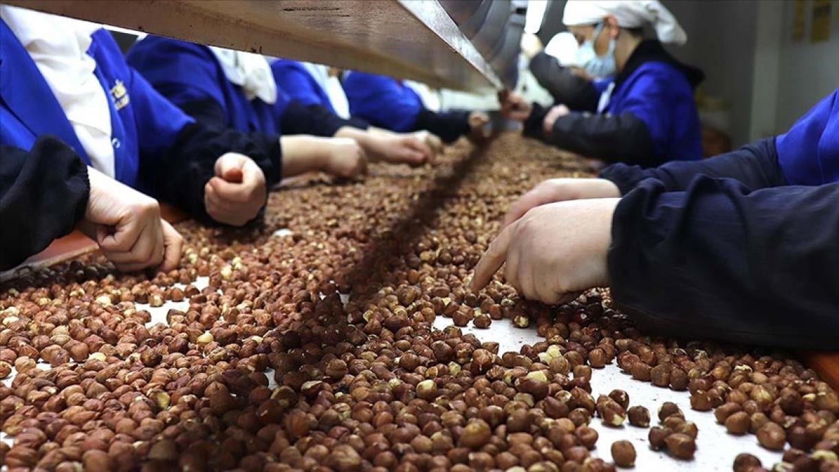 A Türkiye exportou mais de 300 mil toneladas de avelãs