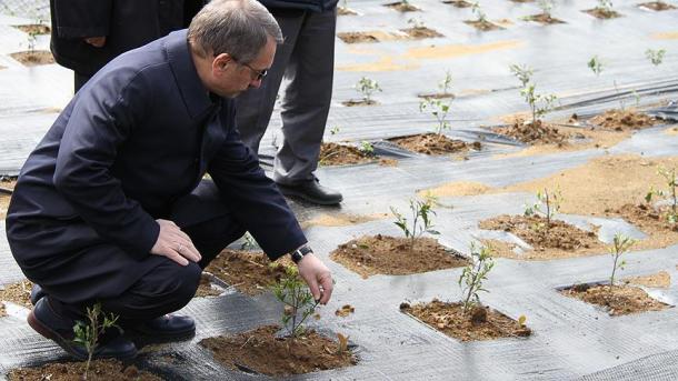 Qara dəniz bölgəsində yerləşən çay sahələri üçün "genefond" layihəsi