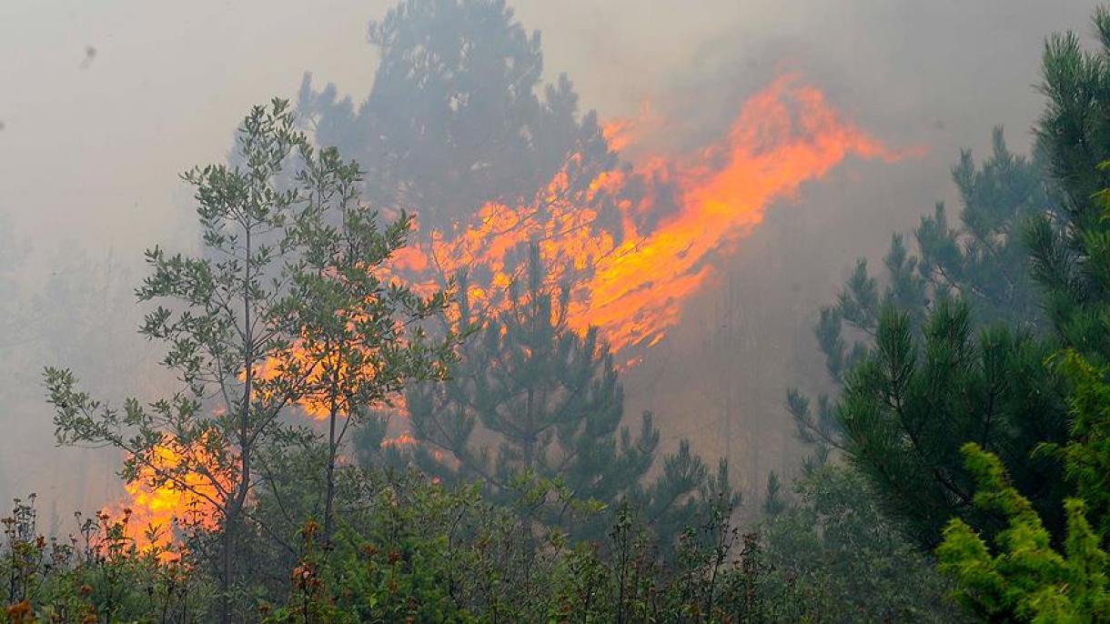 آتش سوزی در جنگلهای چین 4 قربانی گرفت