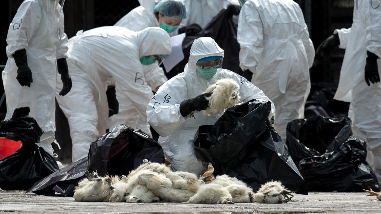 France: la grippe aviaire est revenue, un coup dur pour la filière foie gras
