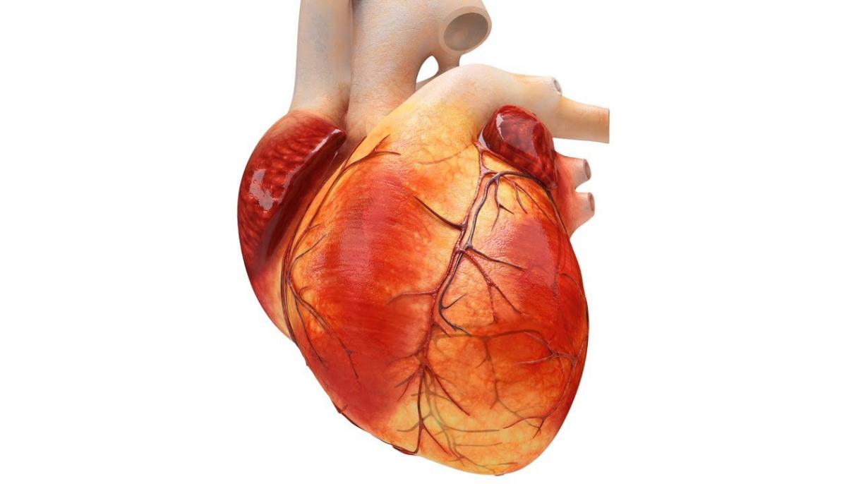 بېلگىيەدە بىر شەھەرلىك ھۆكۈمەت باشلىقىنىڭ «يۈرىكى» تېپىلدى