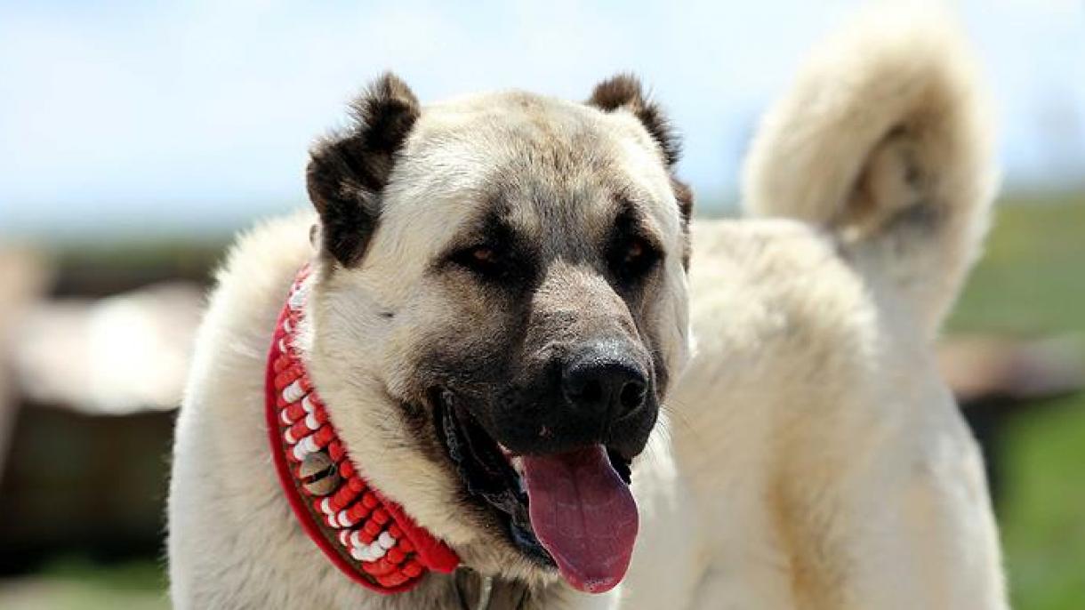 Câinele Kangal protejează turmele în Franța