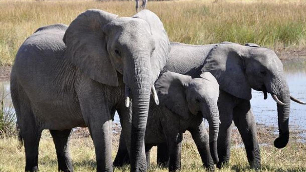 Nazioni Unite proibiscono l’importazione di elefanti africani negli zoo