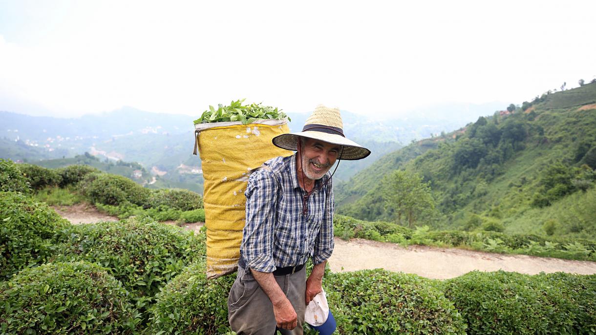rize çay (10).jpg
