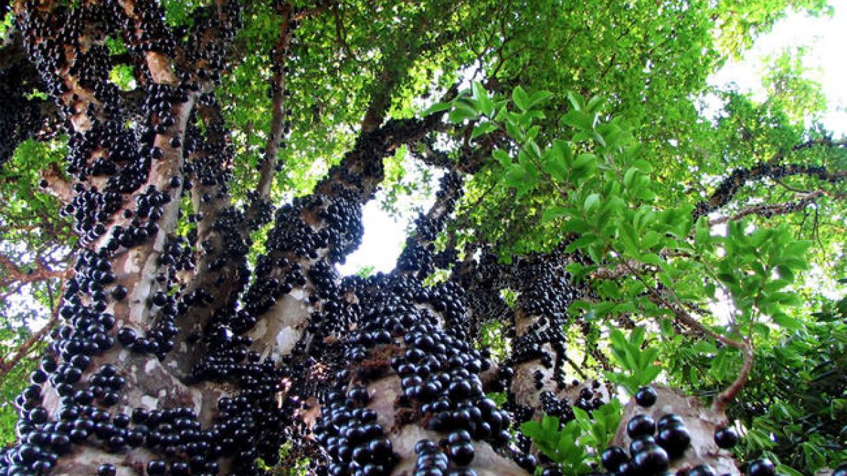 Jabuticaba Ormanı, Brezilya.jpeg