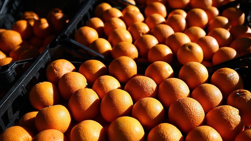 土耳其前9个月柑橘出口同比增长14%