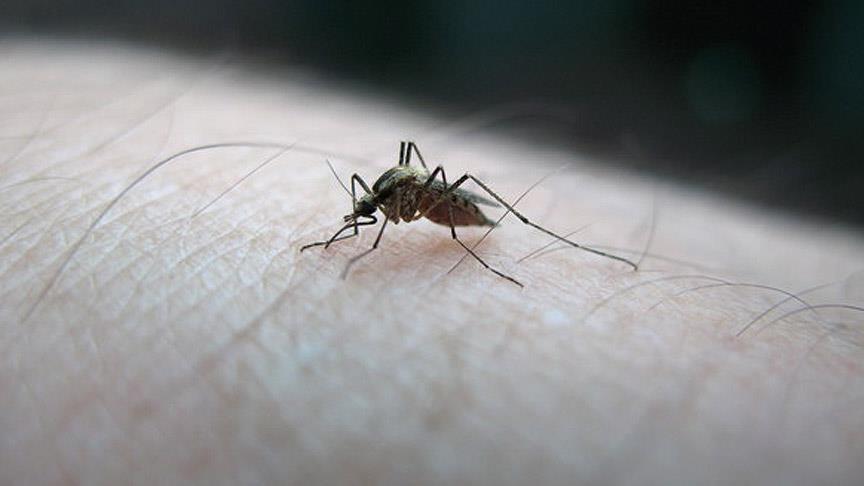 Desarrollan la vacuna más eficaz contra la malaria