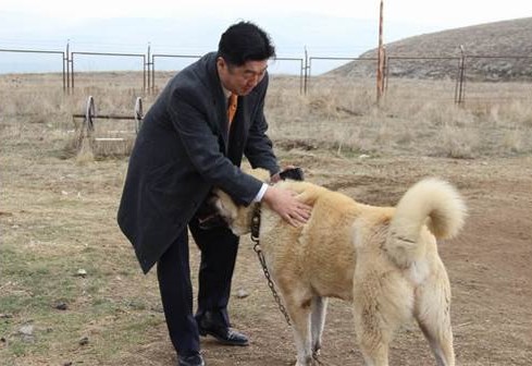 祝 18戌年 ホンダ トルコの津村社長 念願の アナトリアのライオン カンガル犬と対面