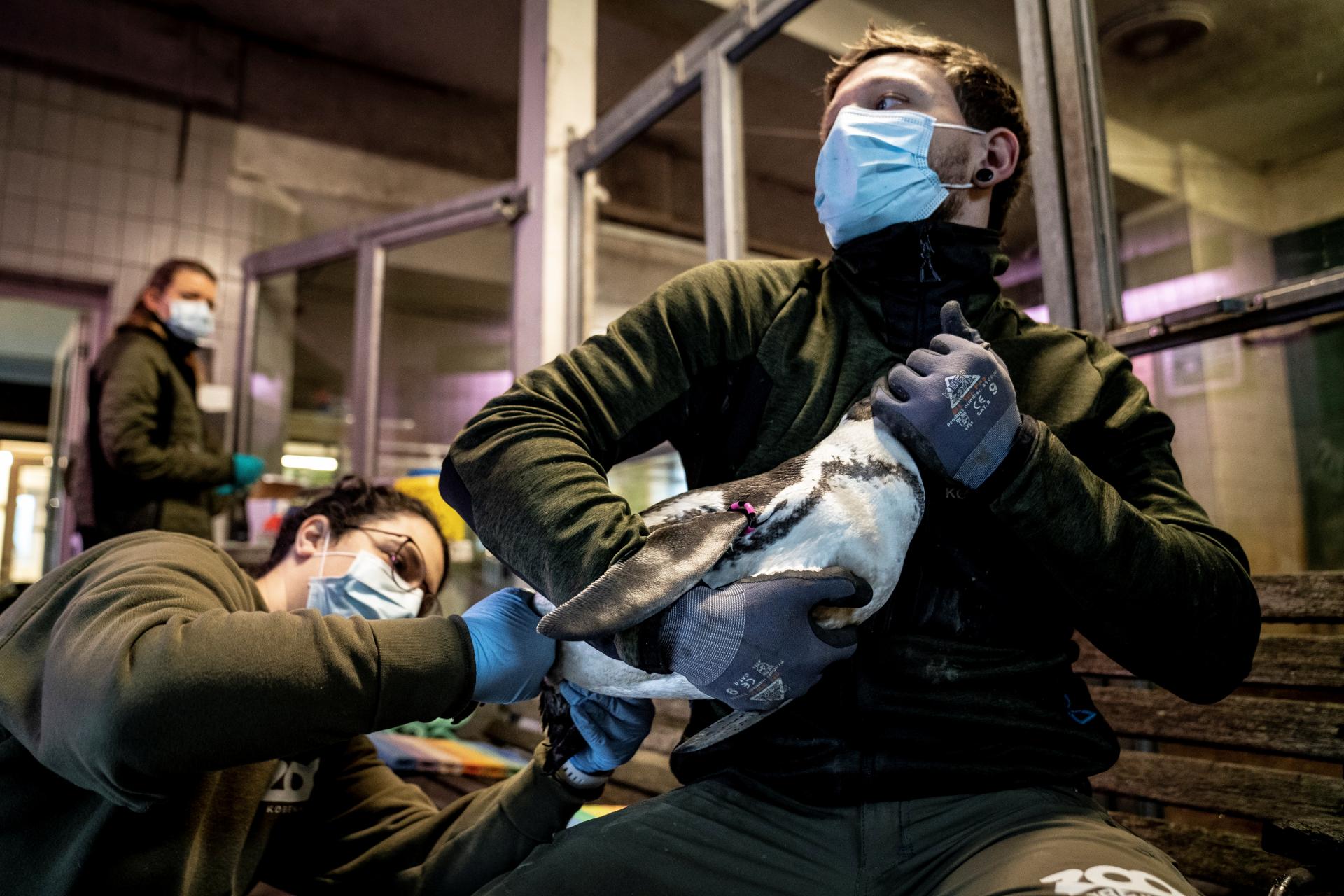 شیوع آنفلوآنزای مرغی در دانمارک؛ 19 هزار غاز و اردک تلف شد