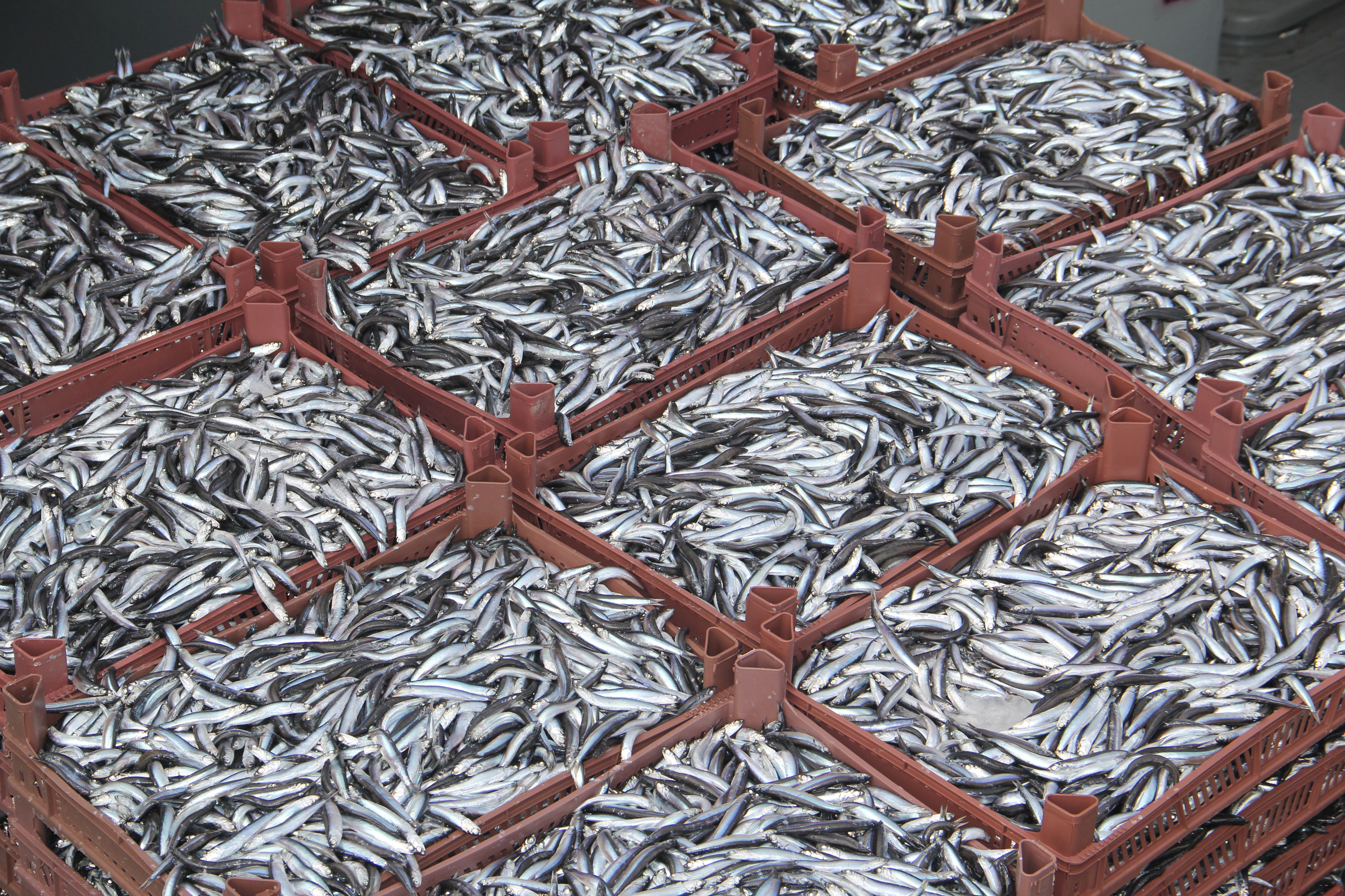 Турција за два месеци од извозот на риба хамси заработи 1,7 милиони долари
