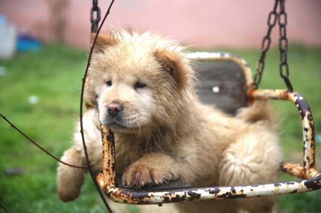 Se Haran Adoptar El Ano Nuevo Los Perritos Crecidos Por La Policia