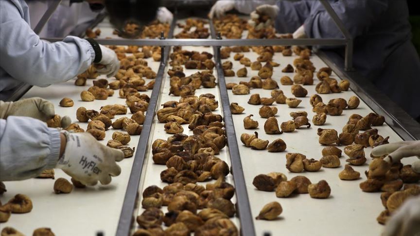 Турција од извозот на суви смокви заработи девизни приходи од 263 милиони долари