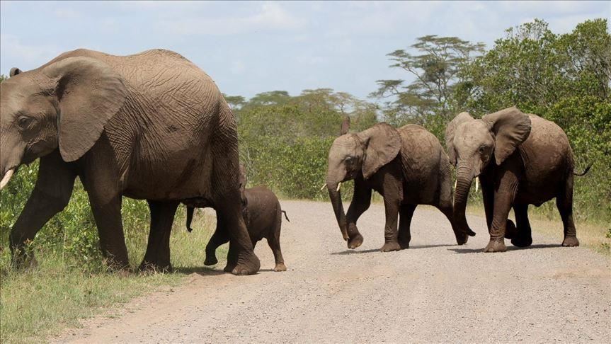 تاثیر خشکسالی بر فیل‌ها در کنیا