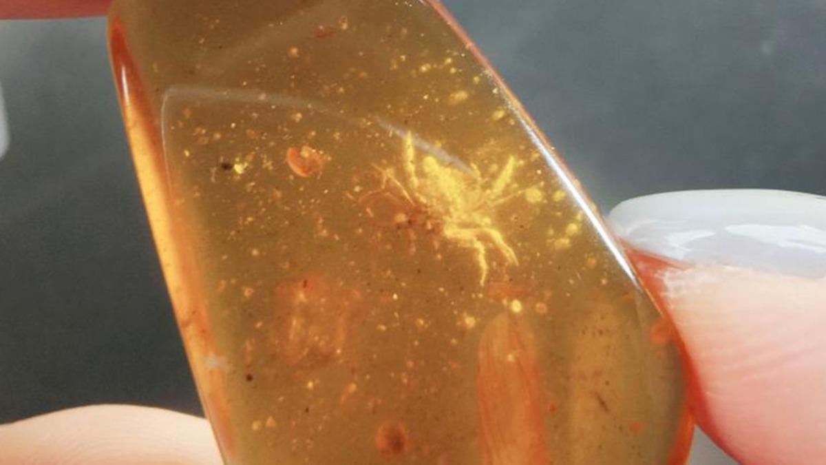 Descubren un cangrejo con 100 millones de años de antigüedad